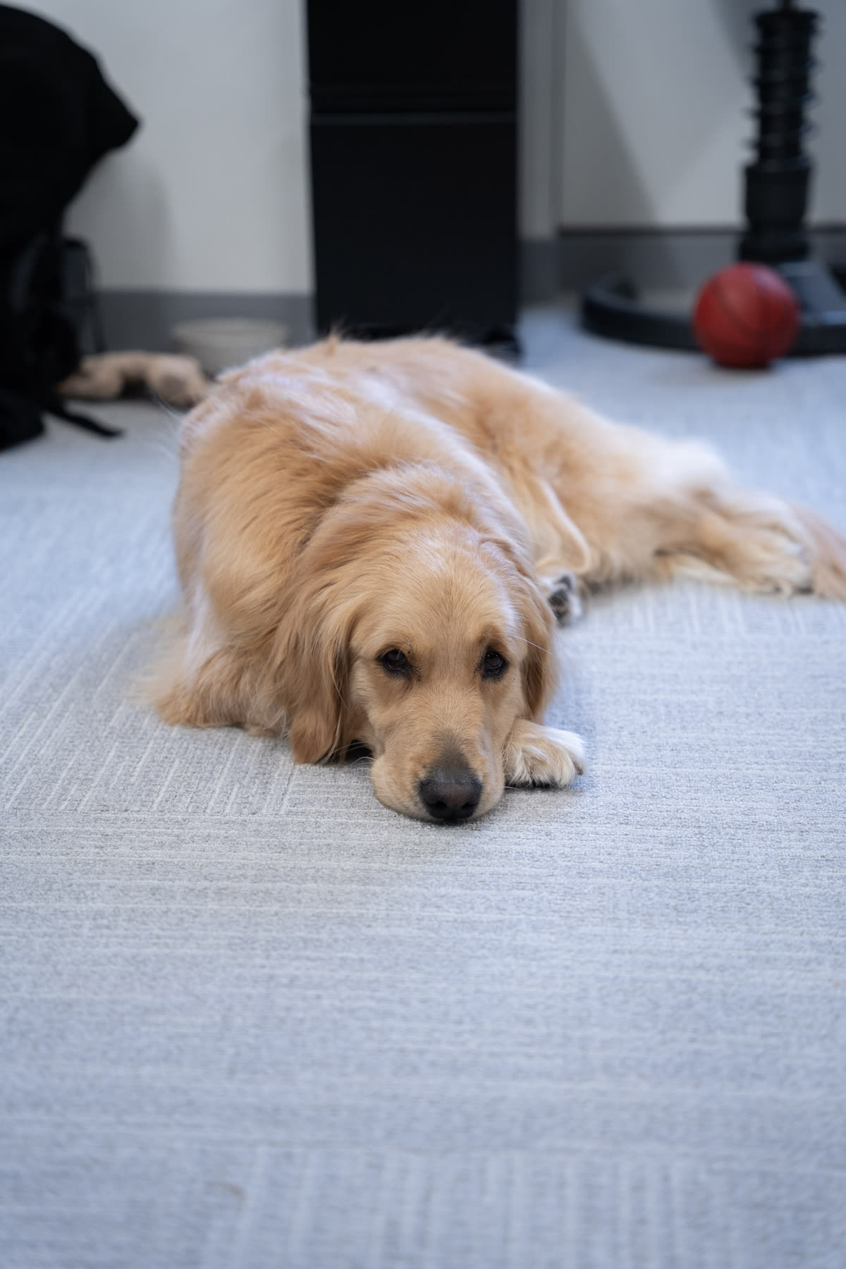 Golden retriever resting on the office floor